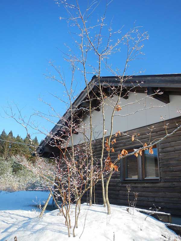 冬、庭に雪が積もった