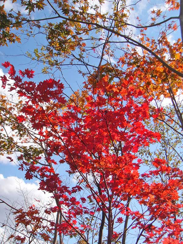 赤く色づいたハウチワカエデを見上げる