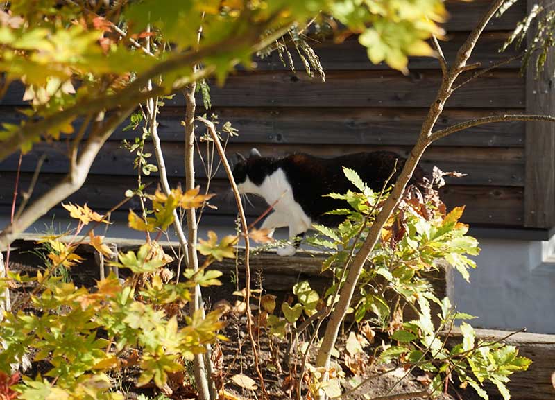ある秋の日、色づく樹々と庭を散歩する白黒の猫