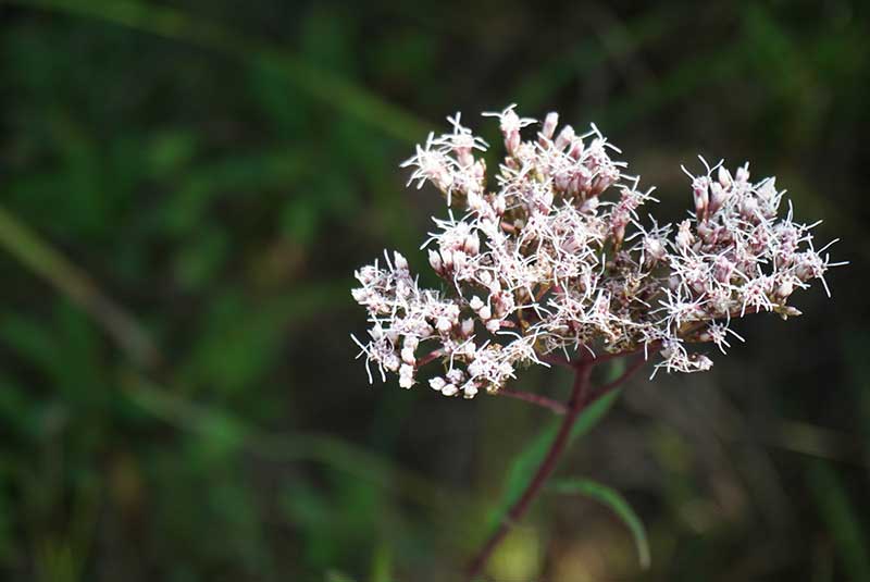 庭に咲くフジバカマの花