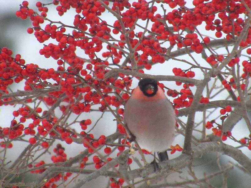 ウメモドキの実を銜えるウソ