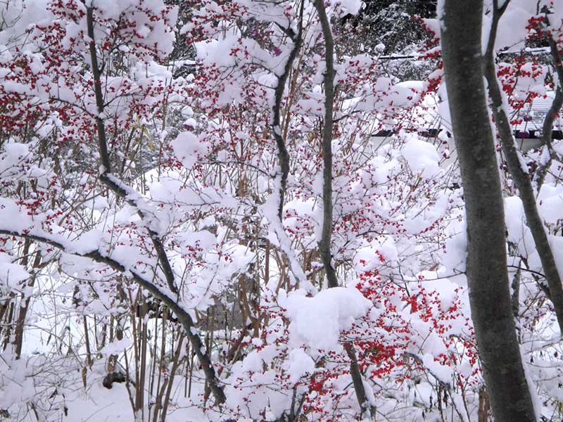 びっしりと付いたウメモドキの実に雪が積もる