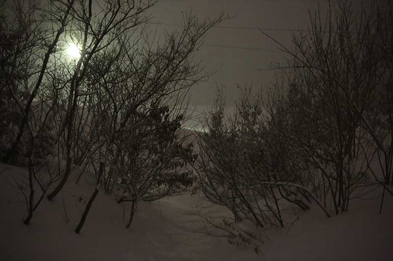 月夜の雪景色の庭