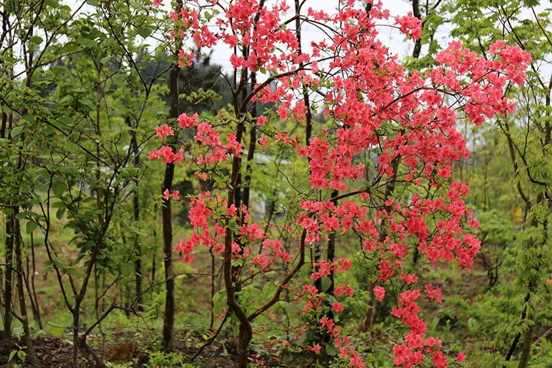 山ツツジ咲く春の庭