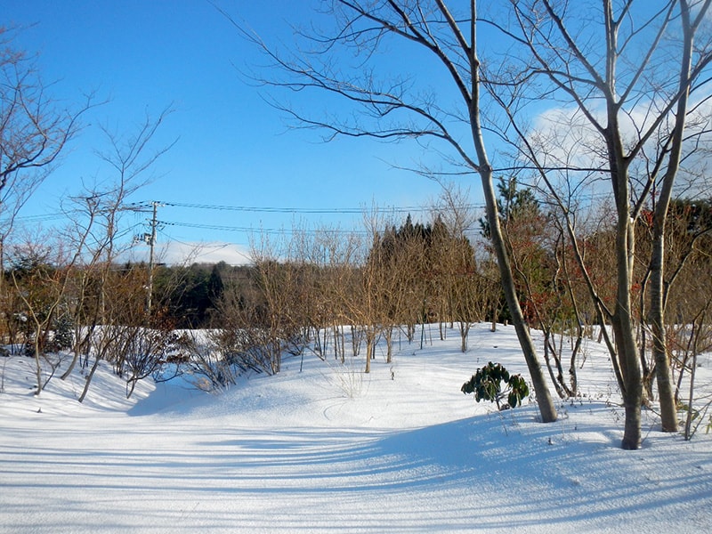 谷を掘って山をつくり、土地の自生種を植えた庭