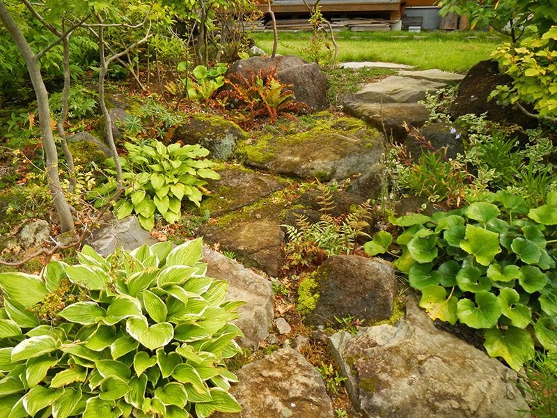 ギボウシが大きな葉を茂らせ、季節の花が四季折々に咲く庭