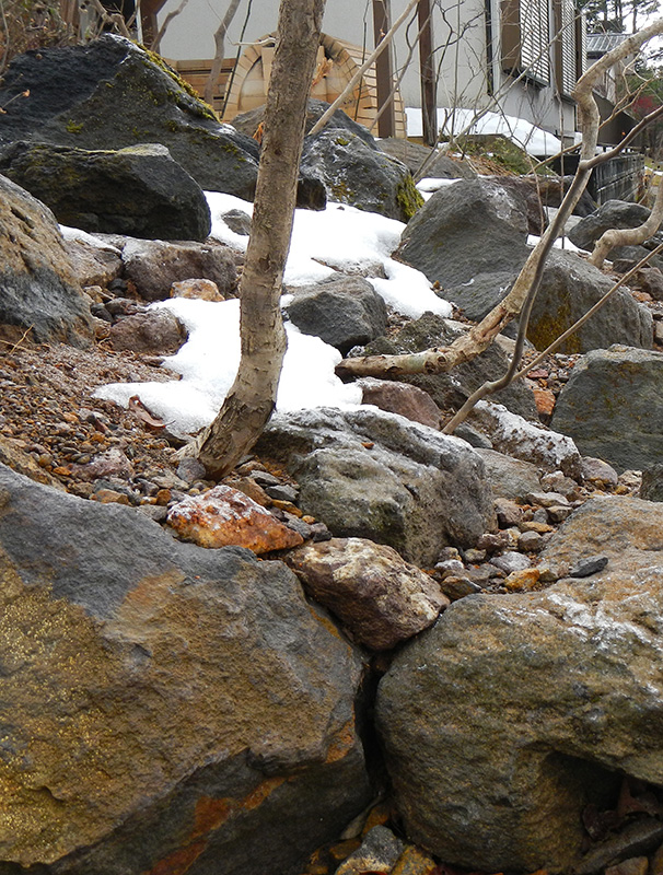根曲りの山の木を斜面に植栽した