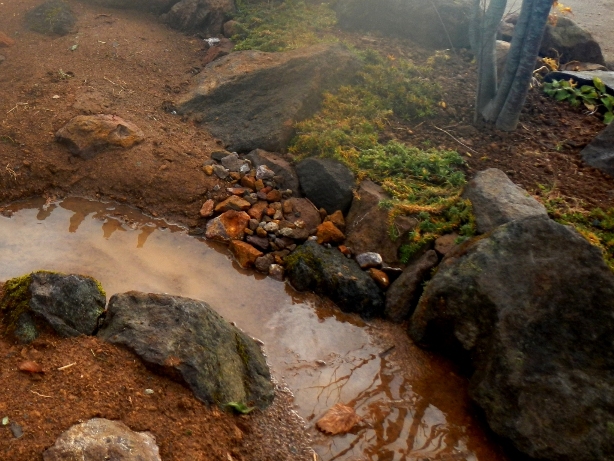 浅い水面に山の木の枝が映り込む