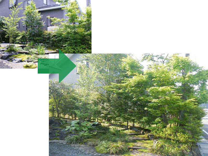手入れを続けて８年後の庭の状態
