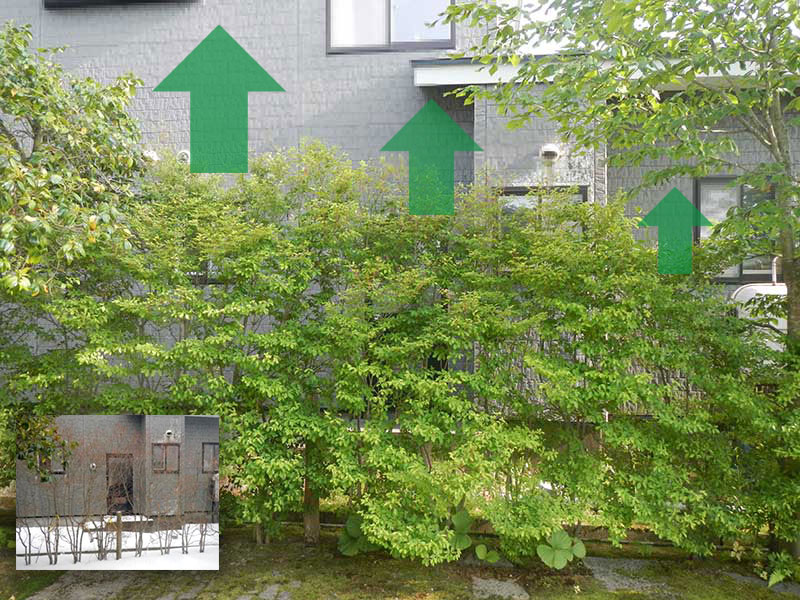 ドウダンツツジの枝先を切らない「透かし」剪定