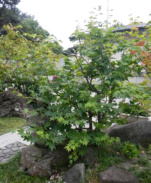 枯れかかったツリバナの木を後から生えてきた実生のヤマモミジが守り育てる