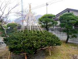IR݂̐